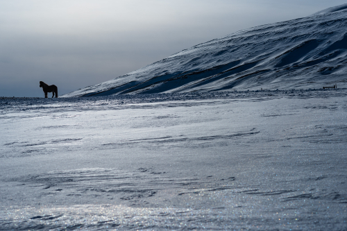Cheval islandais sur la glace
