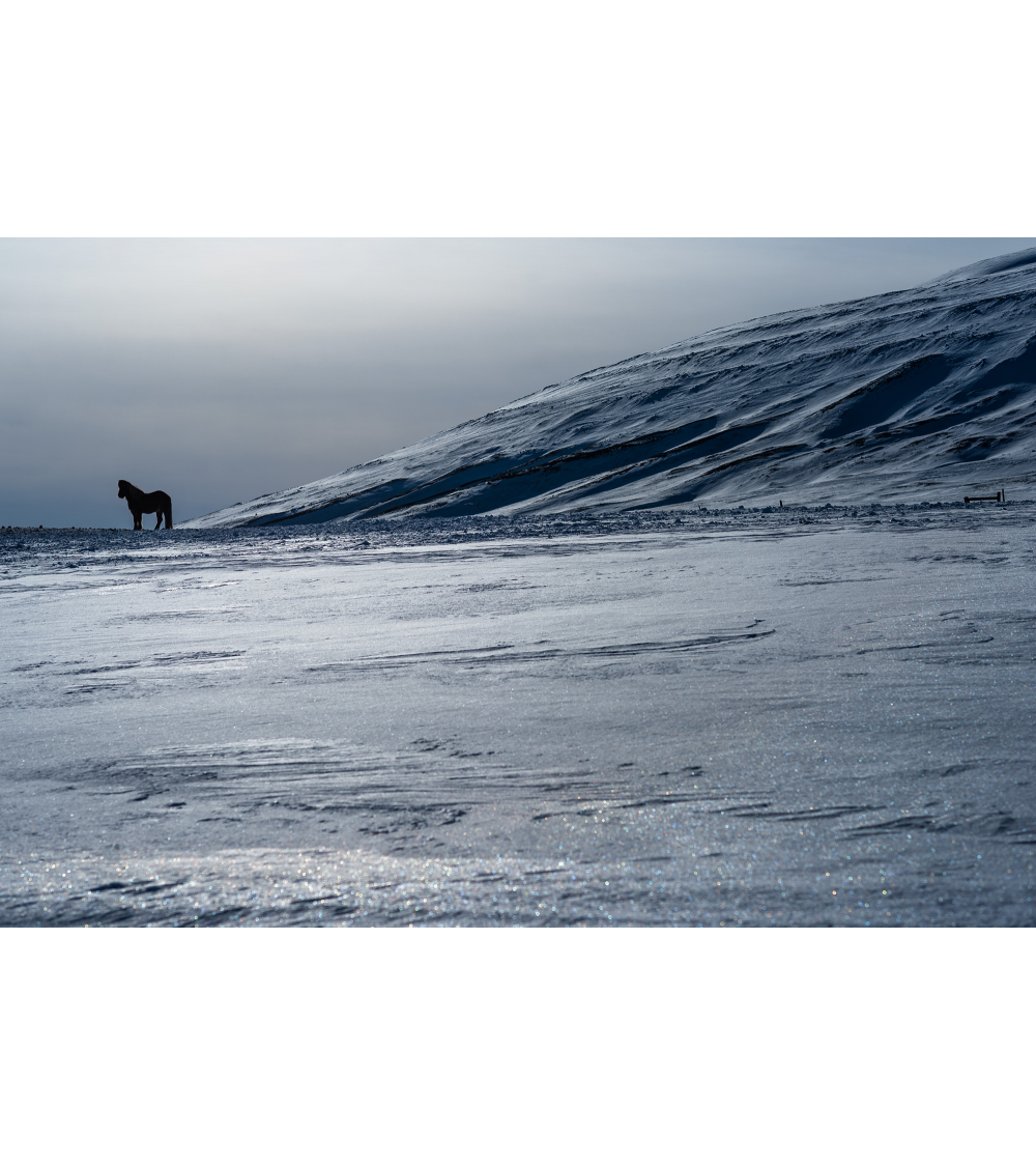 Cheval islandais sur la glace