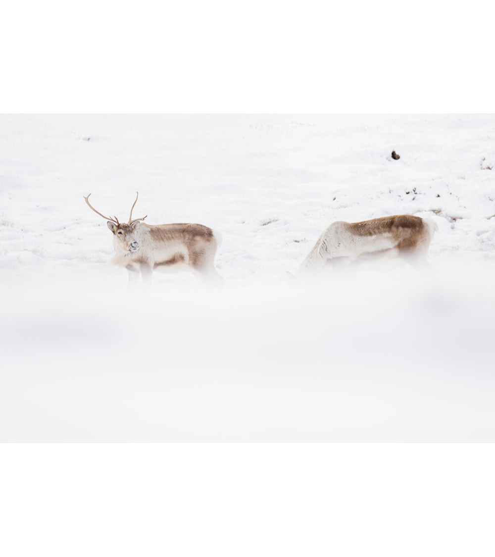 rennes sauvages en Islande