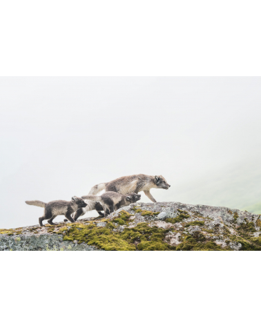 renards polaires d'Islande