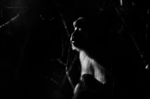 Photo de macaque de barbarie