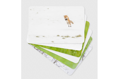 Cartes postales d'art renard roux