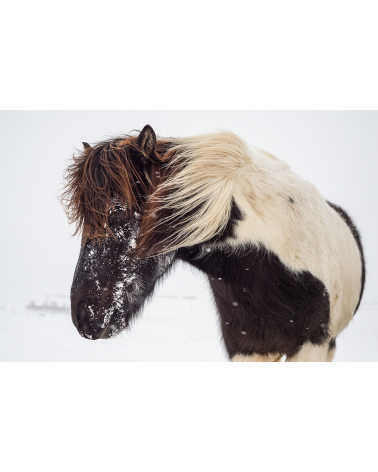 Tirages d'art chevaux islandais