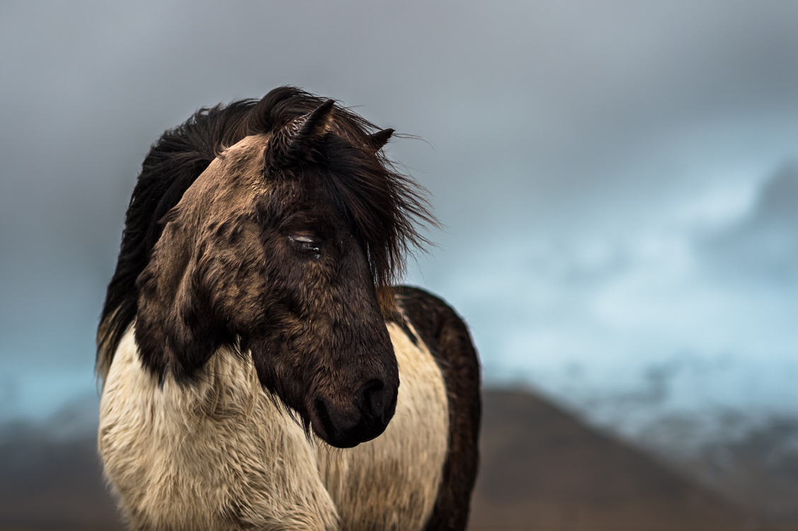 Hestur, le cheval Islandais