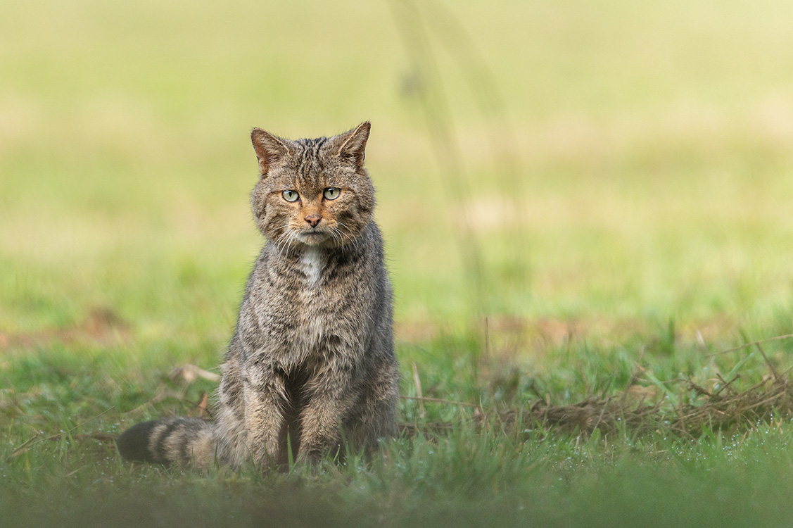 Chat sauvage d'Europe