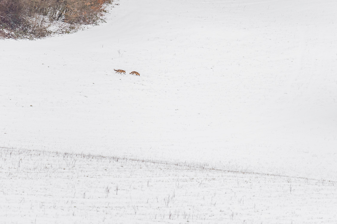 Renard roux