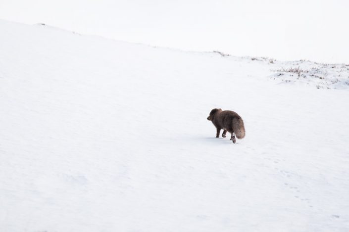 Le renard polaire islandais en hiver