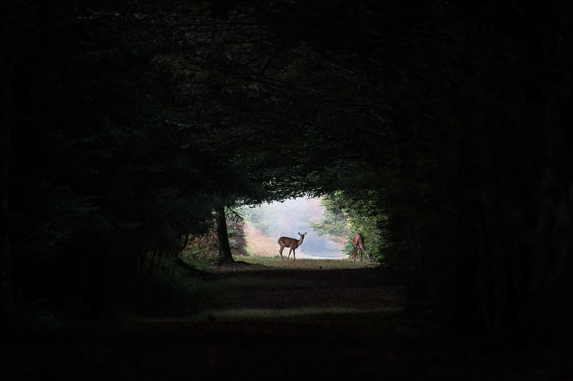 Biche et faon en forêt