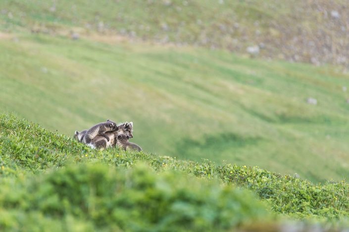 Renarde polaire et ses renardeaux dans les westfjords