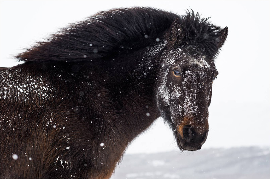 Ice mask for icelandic horse