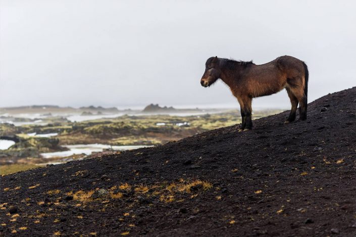 Icelandic horse in a lava field