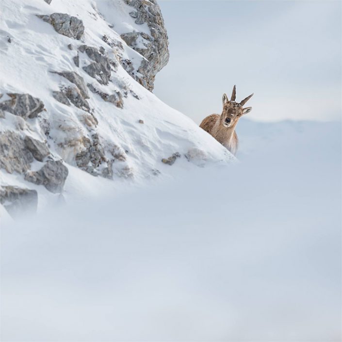 Ibex in the french Alps