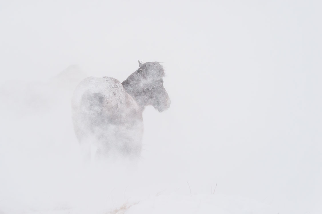 Arctic Blizzard