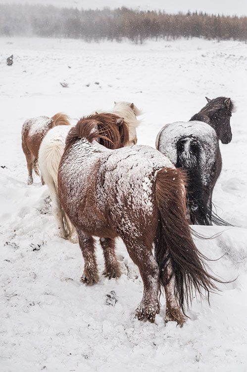 Icelandic horses after the storm