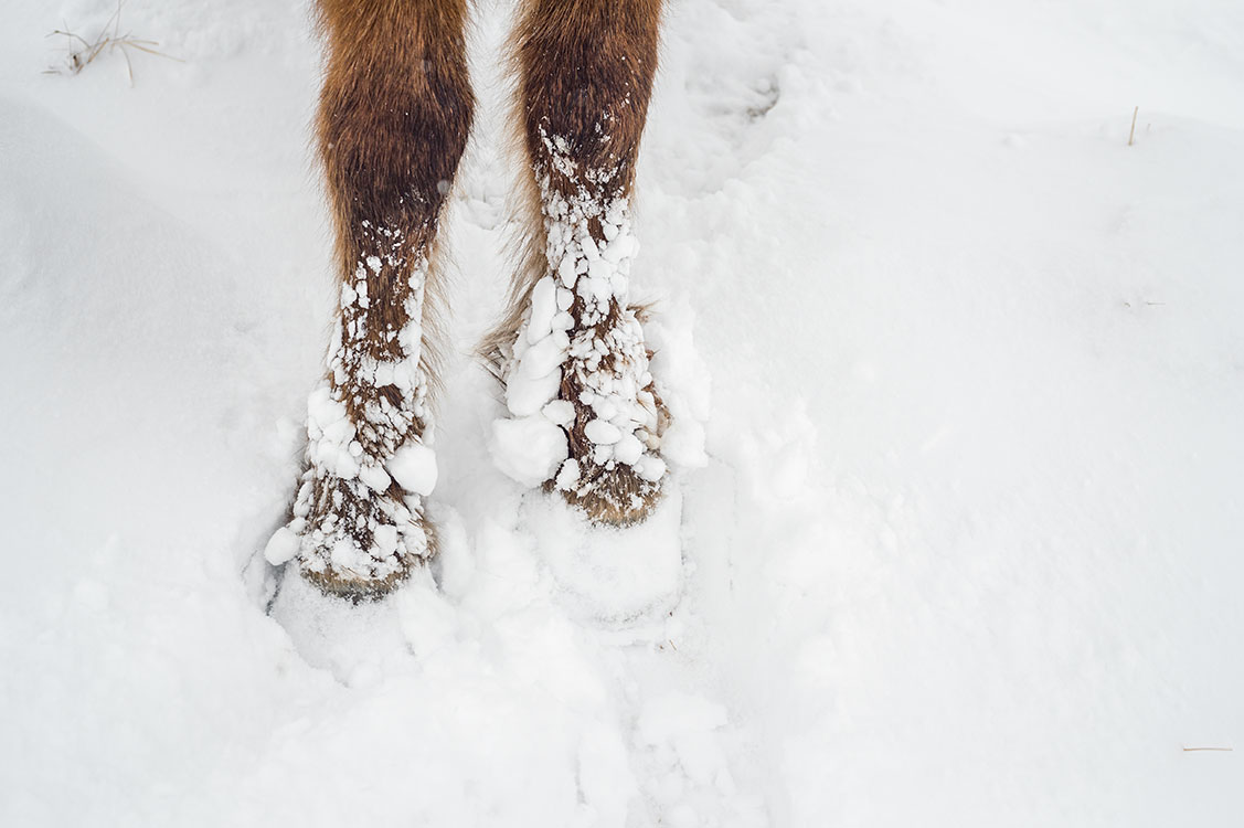 Ice clogs