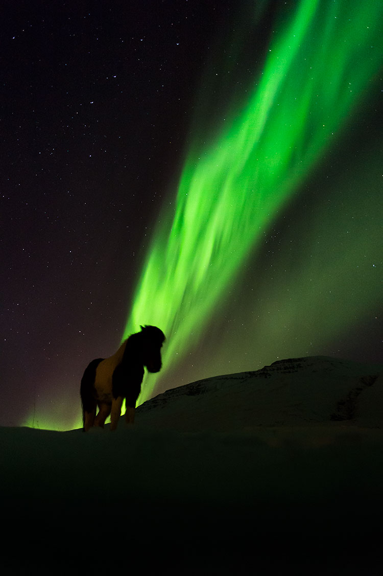 Icelandic horse and northern light