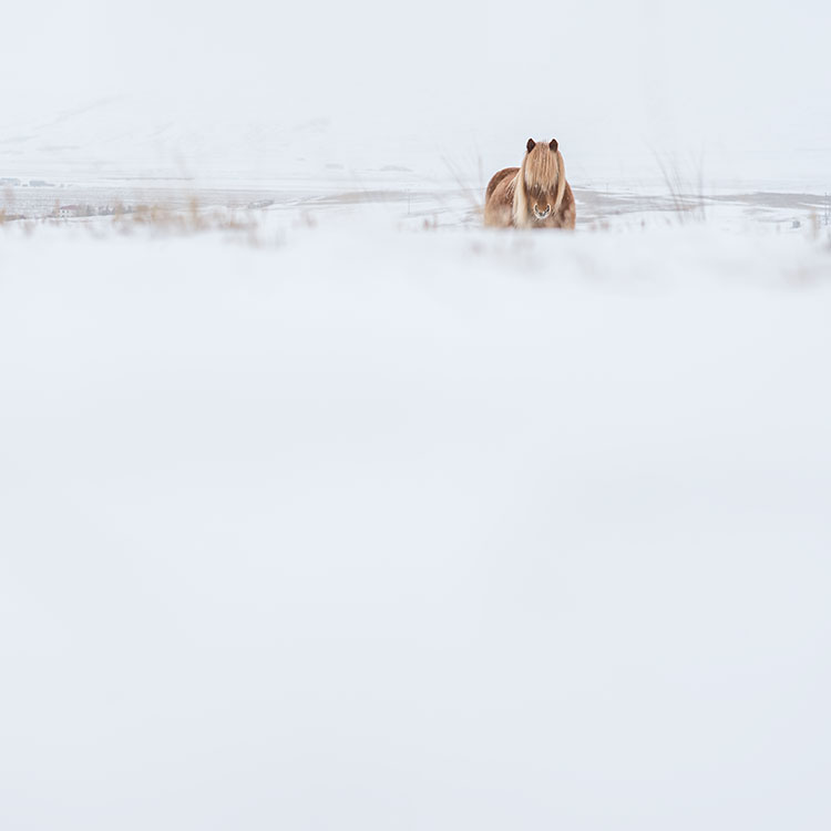 Icelandic horse