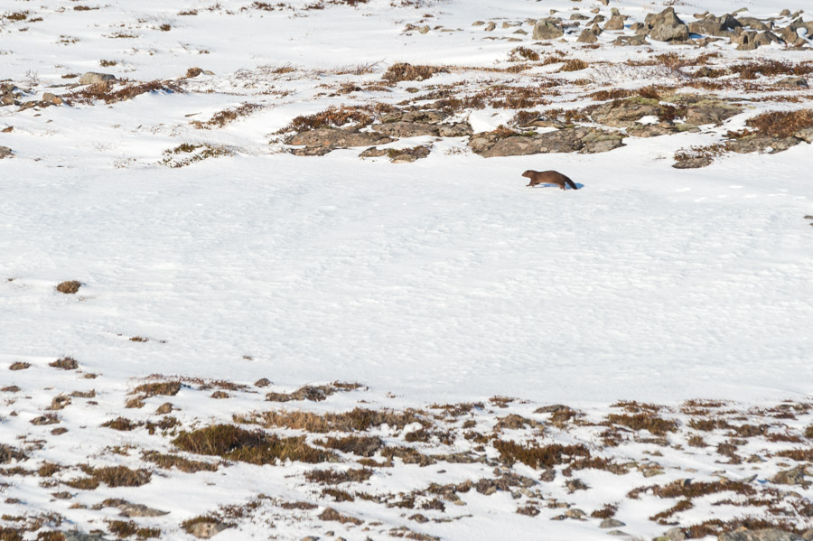 Vison d'Amérique dans les Westfjords