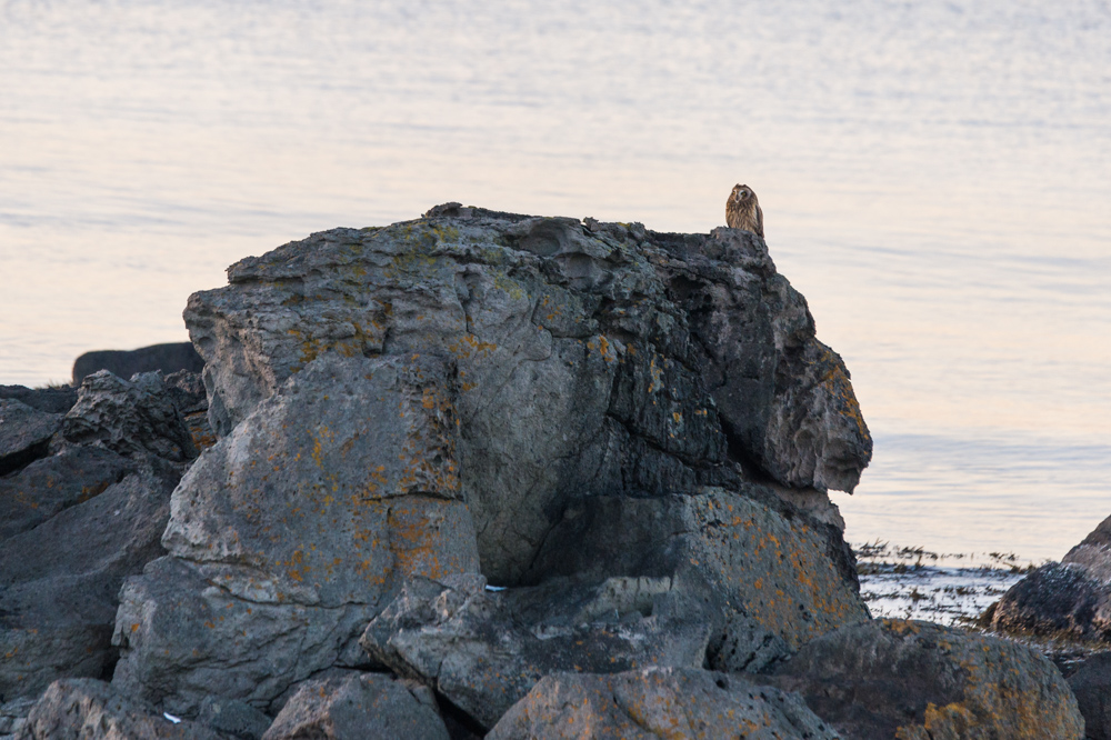 Le hibou des marais, hibou des fjords