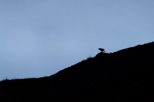 Grand corbeau dans les Westfjords