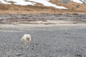 Le renard polaire blanc en hiver