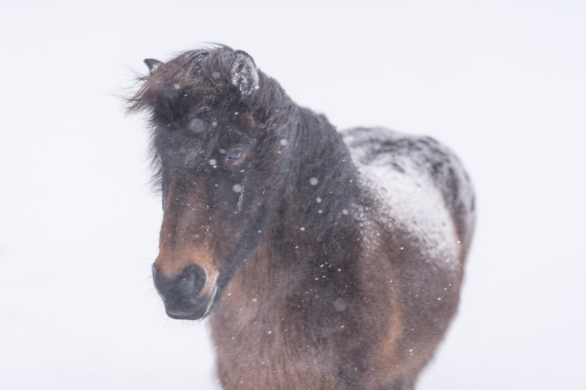 Das isländische Pferd