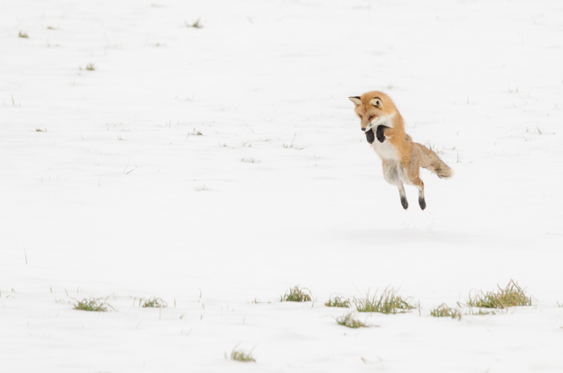 Renard roux en plein chasse