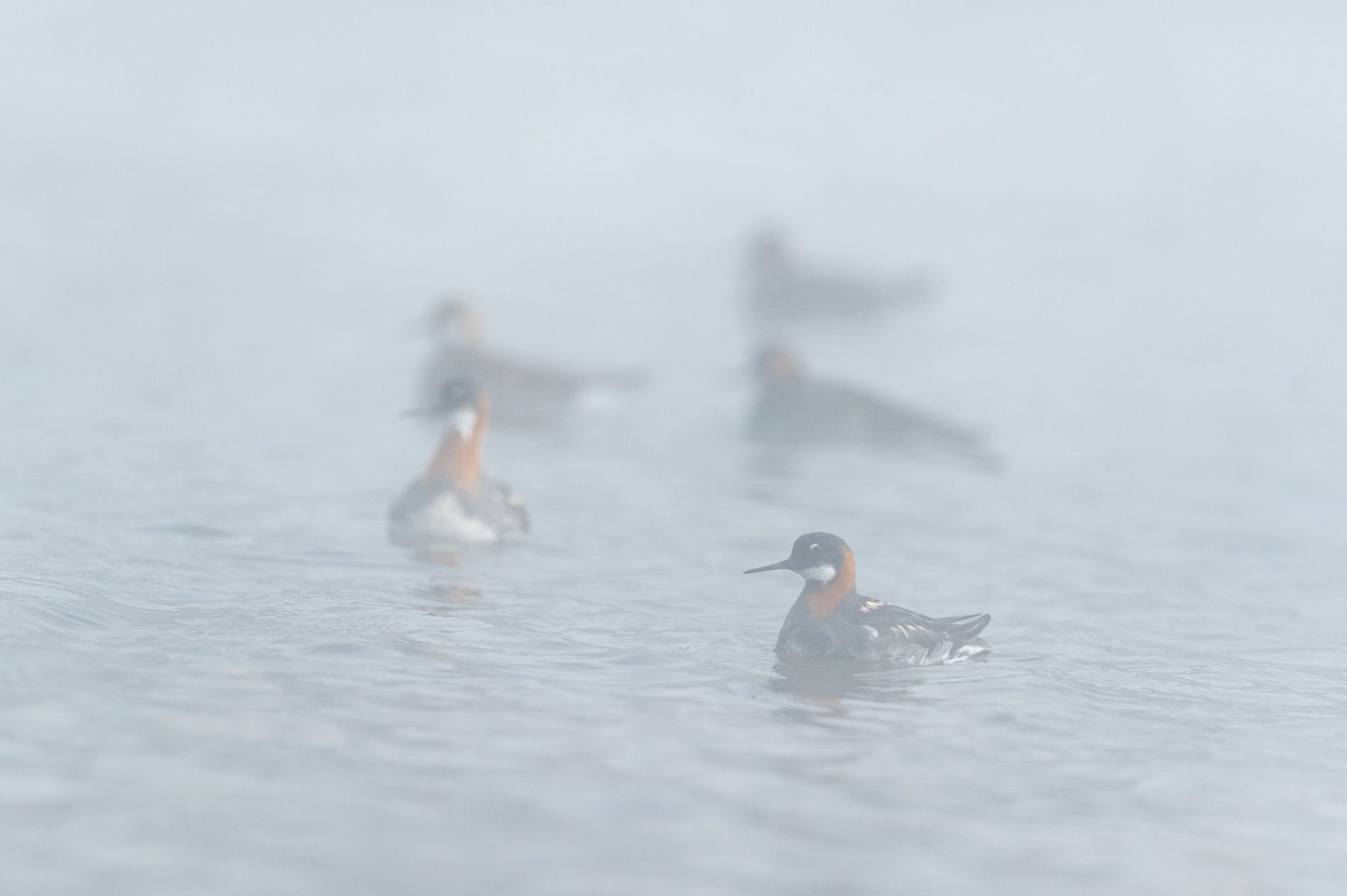 Phalarope à bec étroit