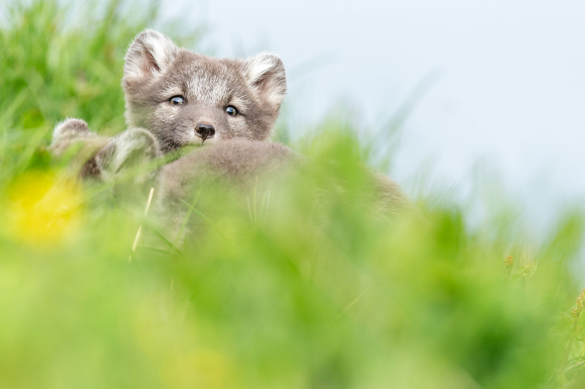 Isländischer Polarfuchs