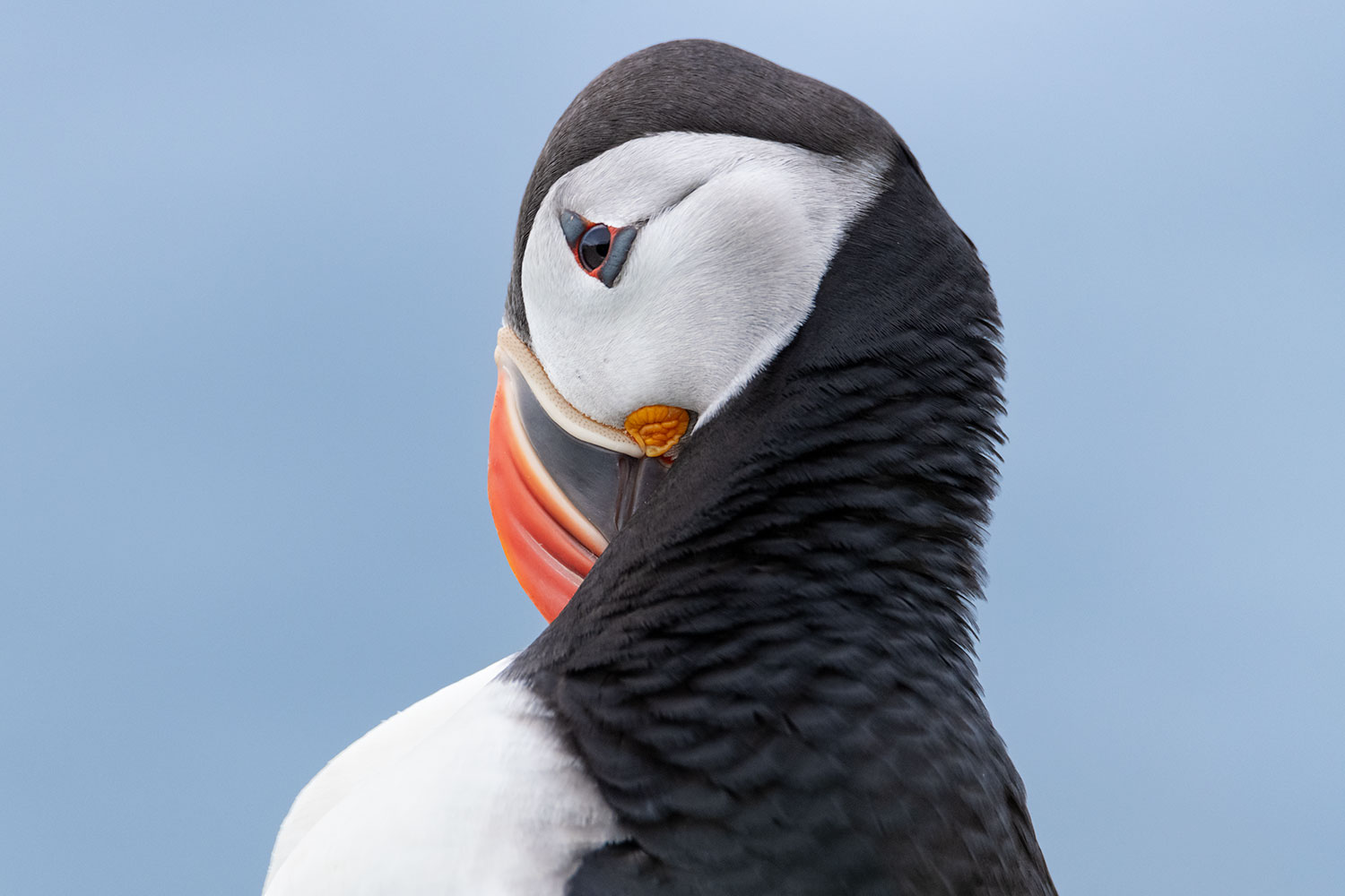Tiere in Island : der Papageitaucher