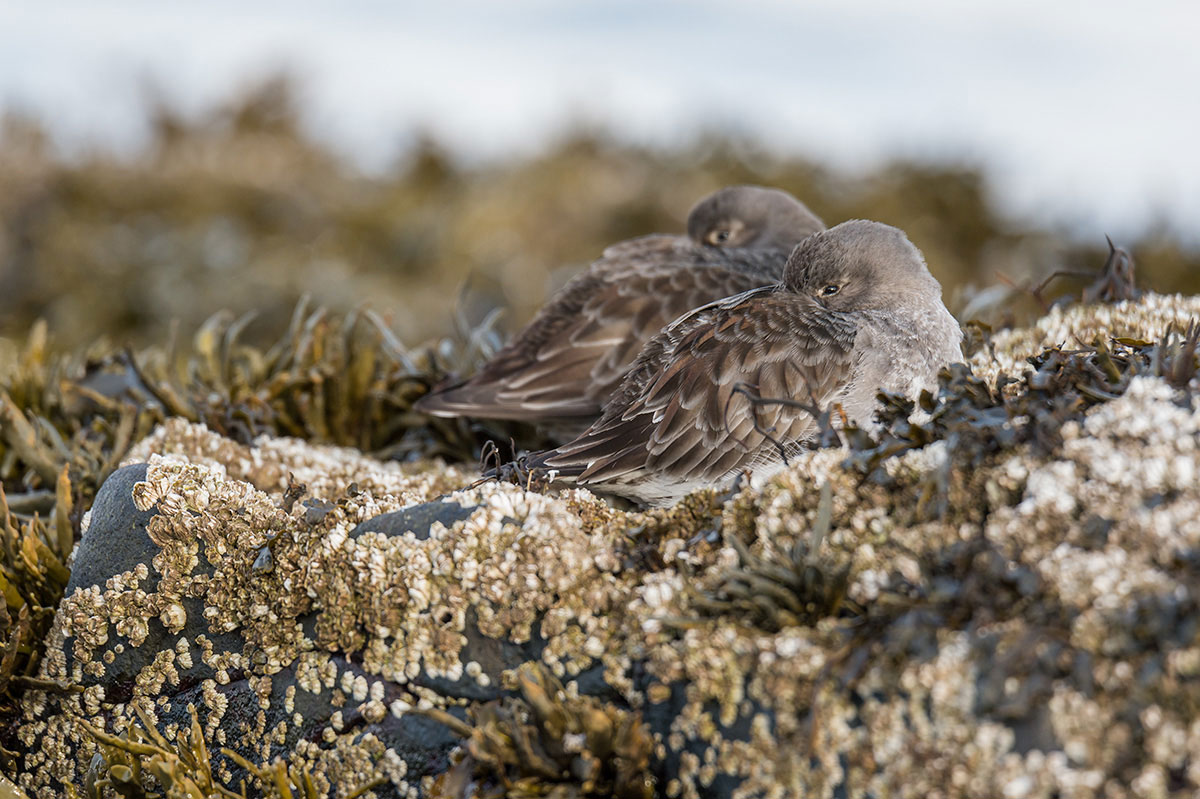 Meerstrandläufer