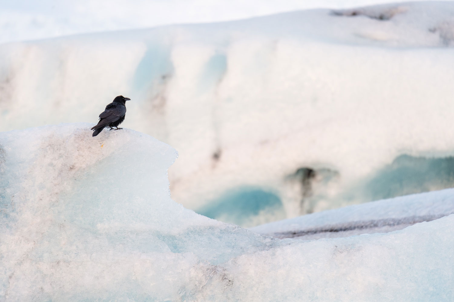 Kolkrabe in Jökulsárlón