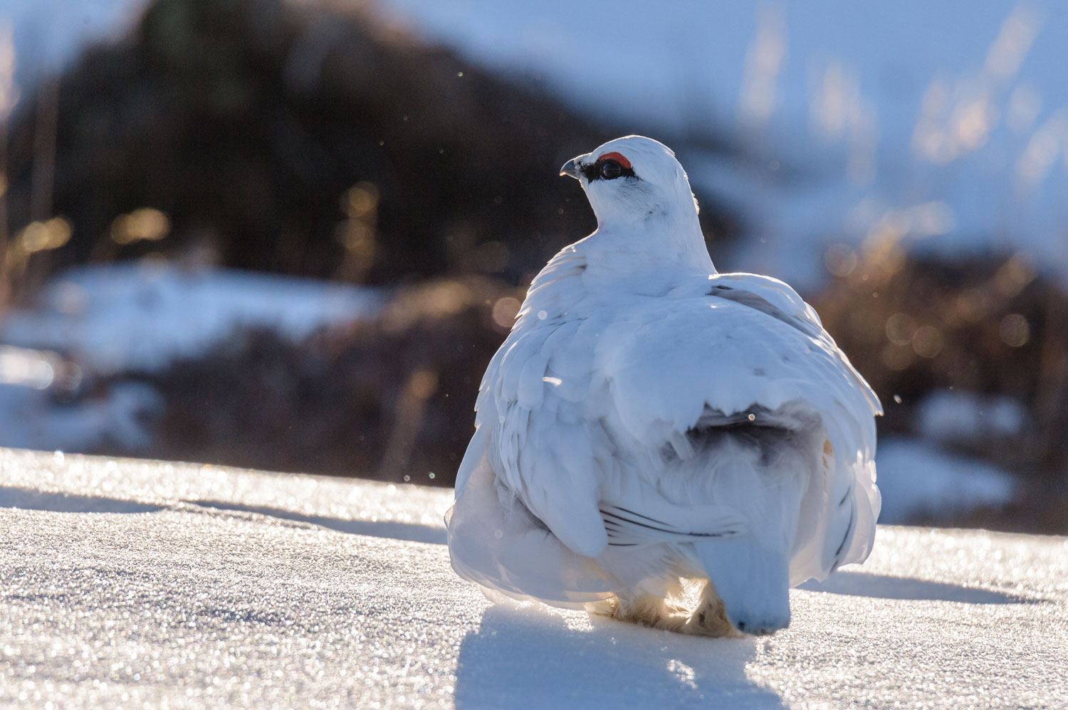 Alpenschneehuhn in Island