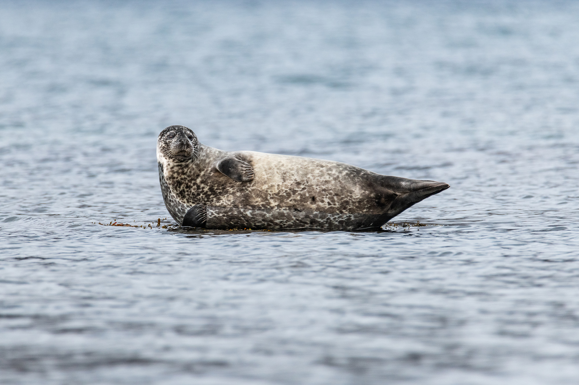 Seehund in Island